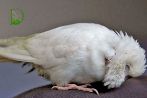 سرماخوردگی پرندگان: علائم، پیشگیری و درمان